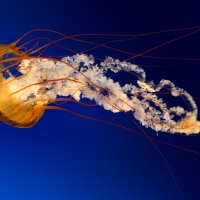 Jellyfish